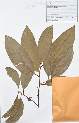 Se muestra una especie de planta: la Calophyllum brasiliense