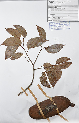 Se muestra una especie la : Hymenaea courbaril