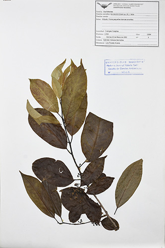 Se muestra una especie de planta: la Inga skutchii